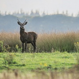 Rutting season in Hoge Veluwe